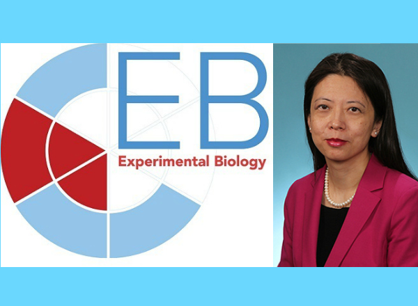 Maggie Chen Invited Speaker at Experimental Biology. Presents Podocyte ER Stress and Podocytopathies